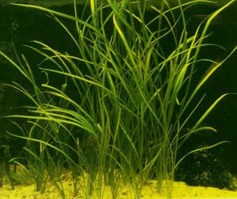 Echinodorus angustifolius